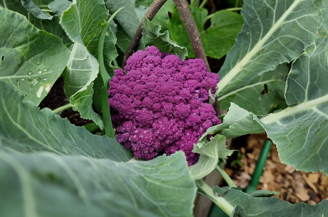 Bunter Blumenkohl - lila Blumenkohl