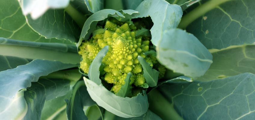 Romanesco