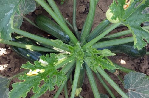 Wie viele Zucchini wachsen an einer Pflanze