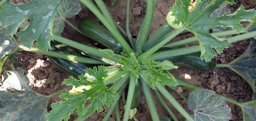 Wie viele Zucchini wachsen an einer Pflanze