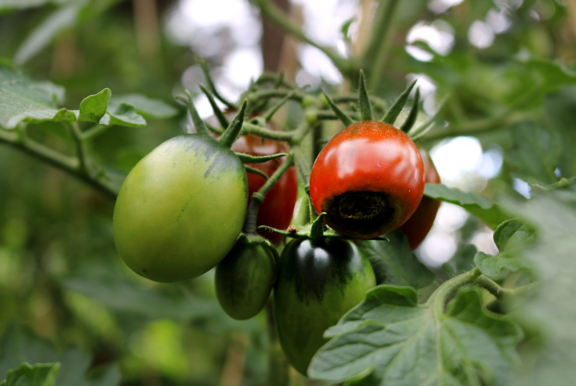 Blütenendfäule an Tomaten_- Pflanzenkrankheit Erkennen und Behandeln