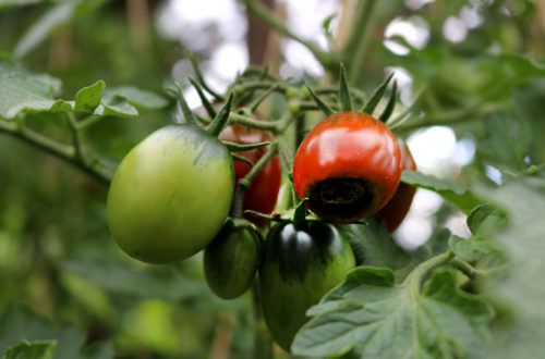 Blütenendfäule an Tomaten_- Pflanzenkrankheit Erkennen und Behandeln