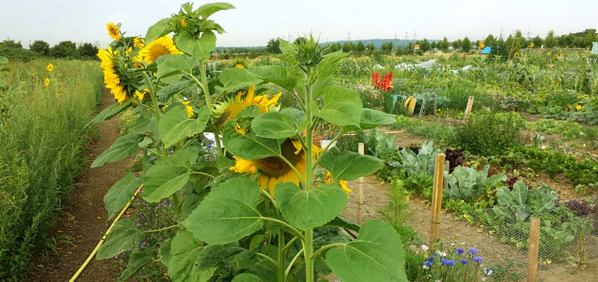 Gemüsegarten im August