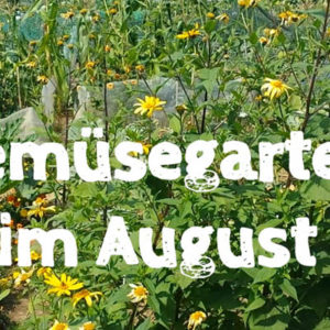 Gemüsegarten im August