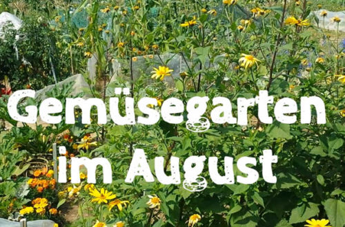 Gemüsegarten im August