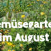 Gemüsegarten im August