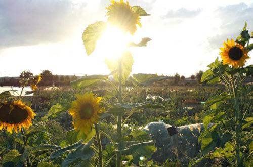 Wirkung der Sonne