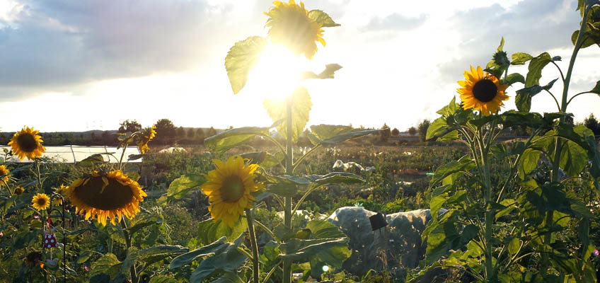 Wirkung der Sonne