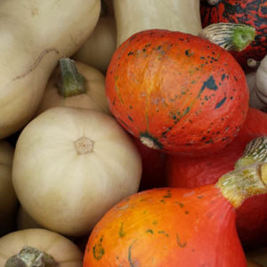 Bunte Kürbisse für den guten Zweck