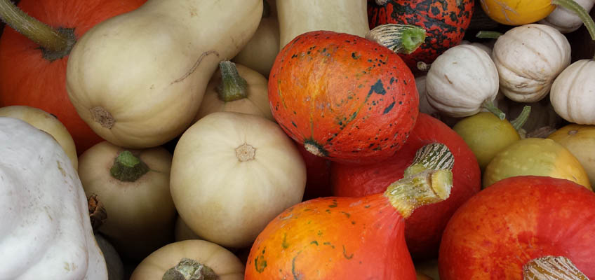 Bunte Kürbisse für den guten Zweck