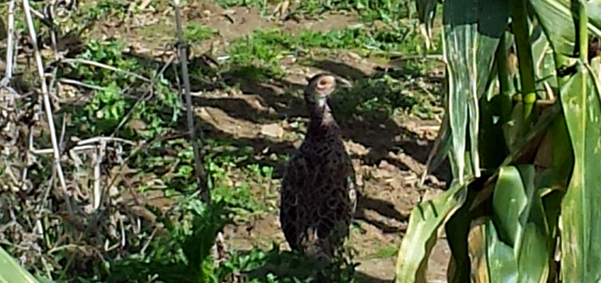 Fasan im Garten