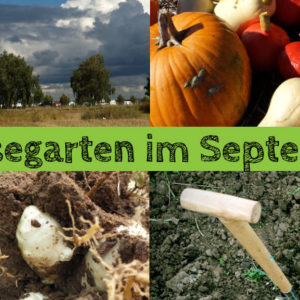 Gemüsegarten im September