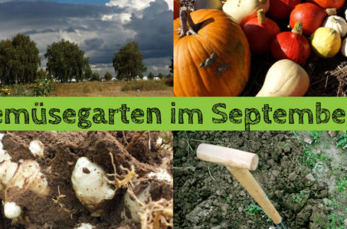 Gemüsegarten im September