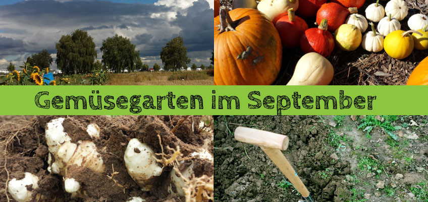 Gemüsegarten im September