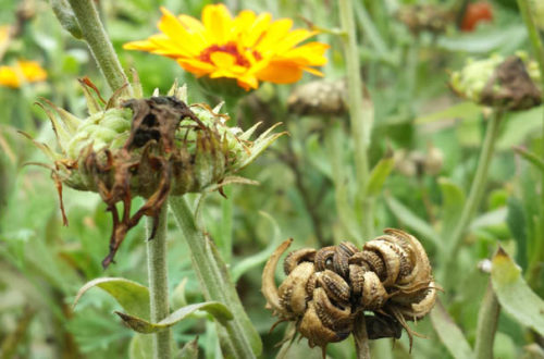 Blumensamen ernten