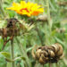 Blumensamen ernten