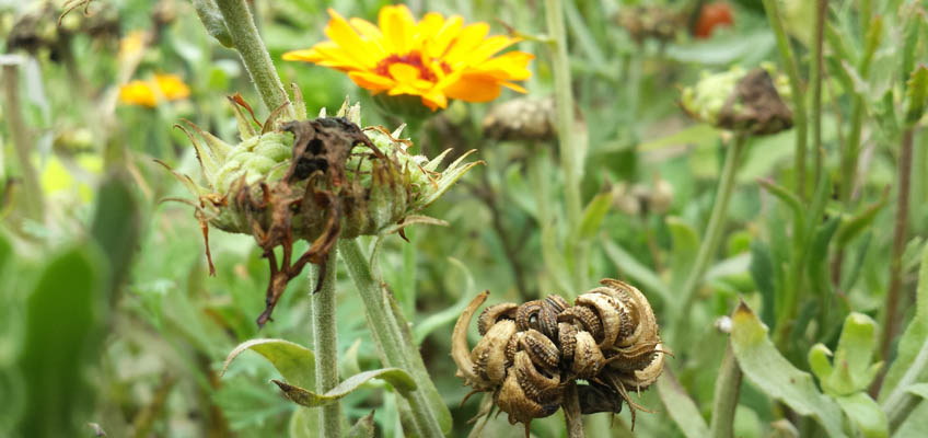 Blumensamen ernten