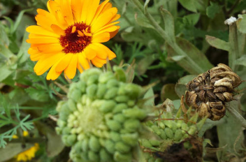 Ringelblume - Ringelblumen verblühen Samen sammeln