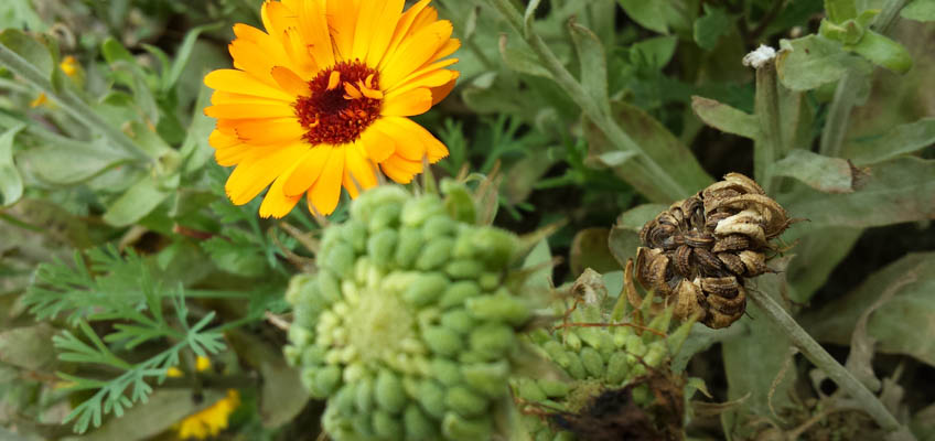 Ringelblume - Ringelblumen verblühen Samen sammeln