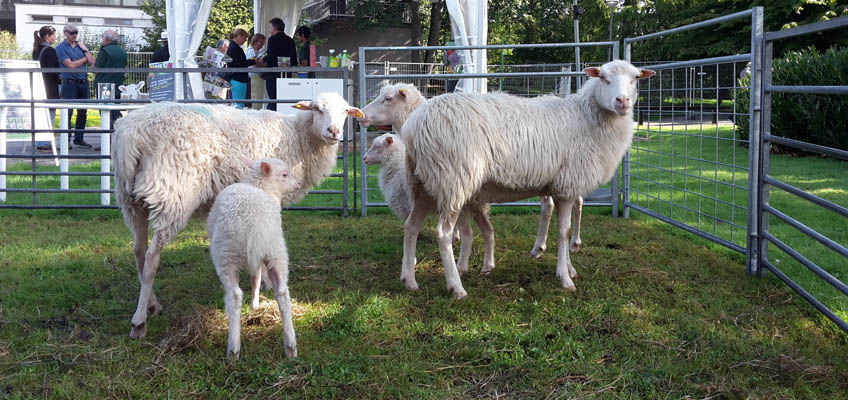 TAG DES GARTENS 2015 - Schafe - Grüneliebe-de