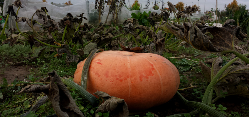 Roter Zentner im Garten