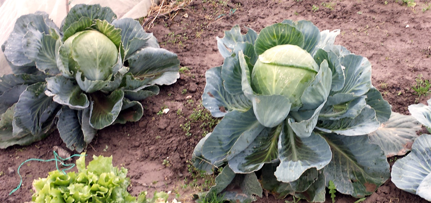 Weißkohl auf dem Feld