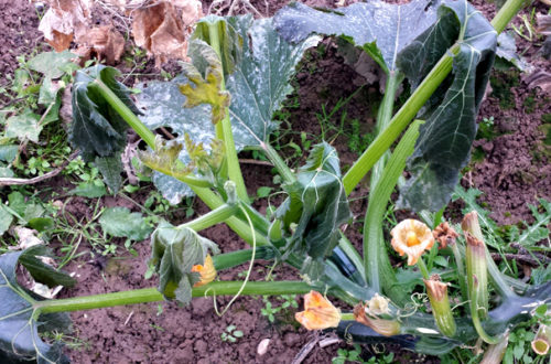 Zucchini mögen keinen Frost