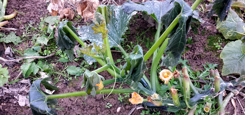 Zucchini mögen keinen Frost