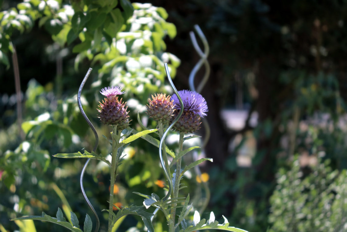 Artischocken überwintern im Garten