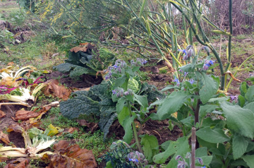 Gemüsegarten im November