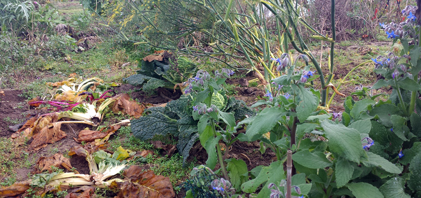 Gemüsegarten im November