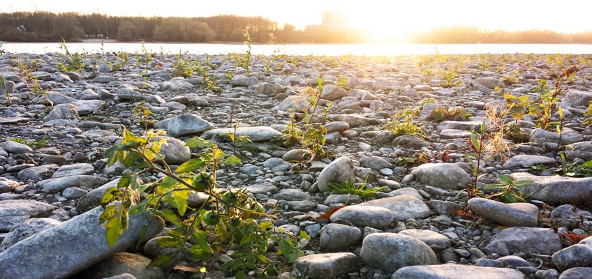 Urban Gardening am Rhein