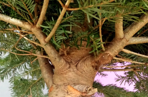 Weihnachtsbaum selber schlagen