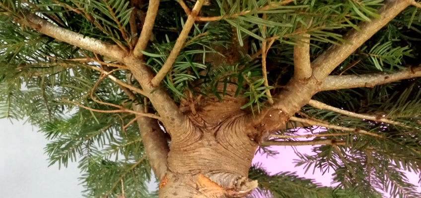 Weihnachtsbaum selber schlagen