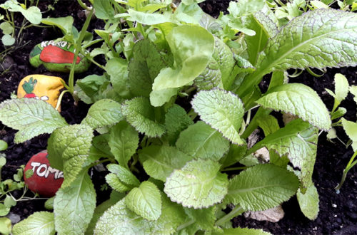 Kräutergarten im Hochbeet auf dem Balkon