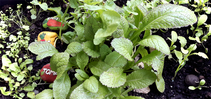 Kräutergarten im Hochbeet auf dem Balkon