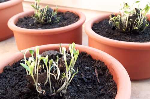 Sommerblumen vorziehen auf der Fensterbank