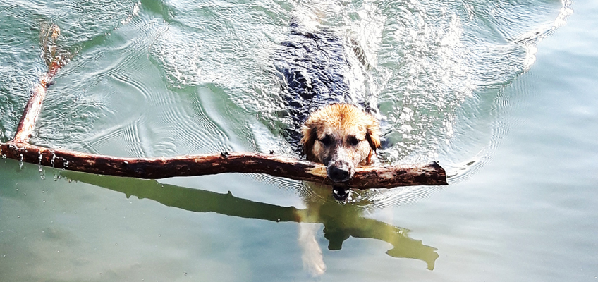 Schwimmen mit dem Hund