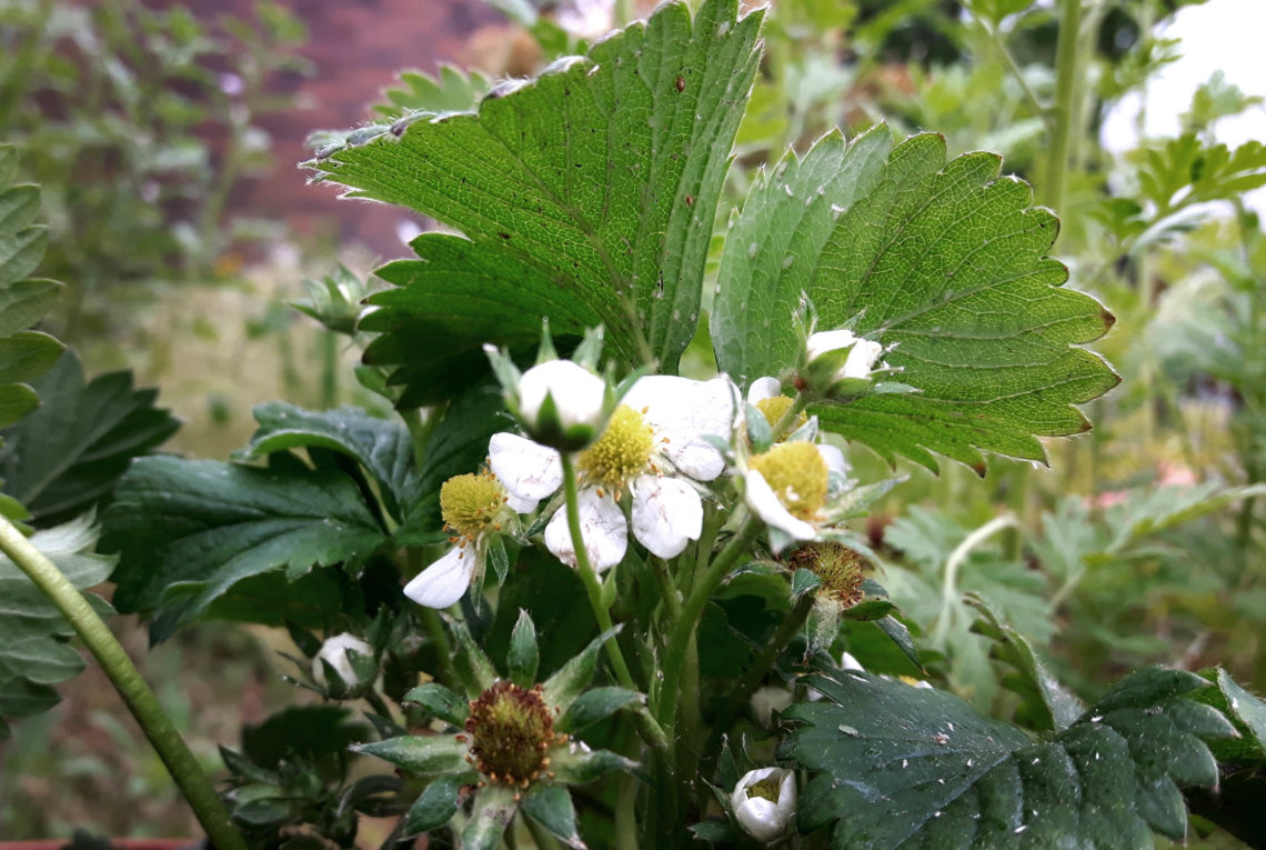 Erdbeeren und Blattläuse