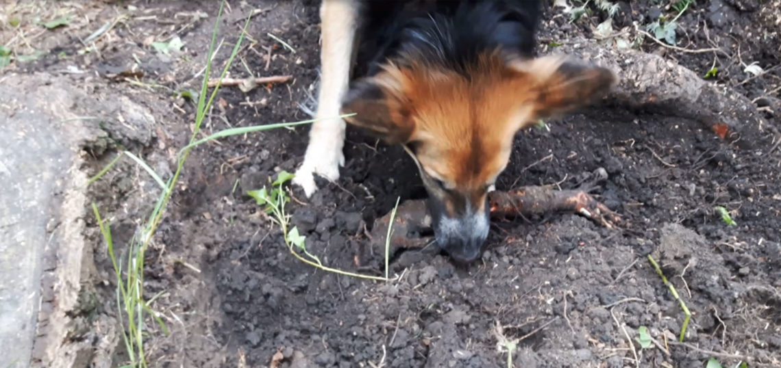 Unverzichtbarer Gartenhelfer