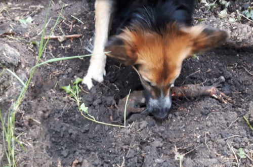 Unverzichtbarer Gartenhelfer