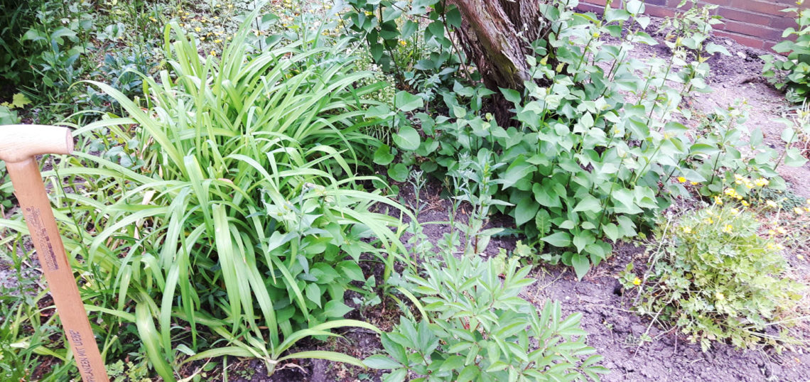 Vom Ziergarten zum Nutzgarten - Vorher