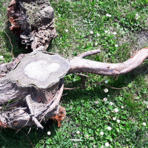 Baumwurzel ausgraben