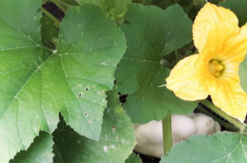 Gartenkürbis Patisson anbauen im Garten