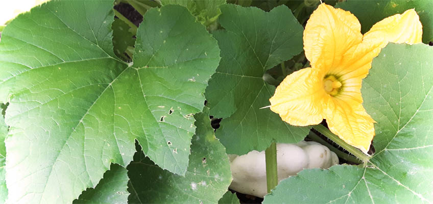 Gartenkürbis Patisson anbauen im Garten