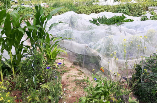 Sommer im Garten Gemüsegarten