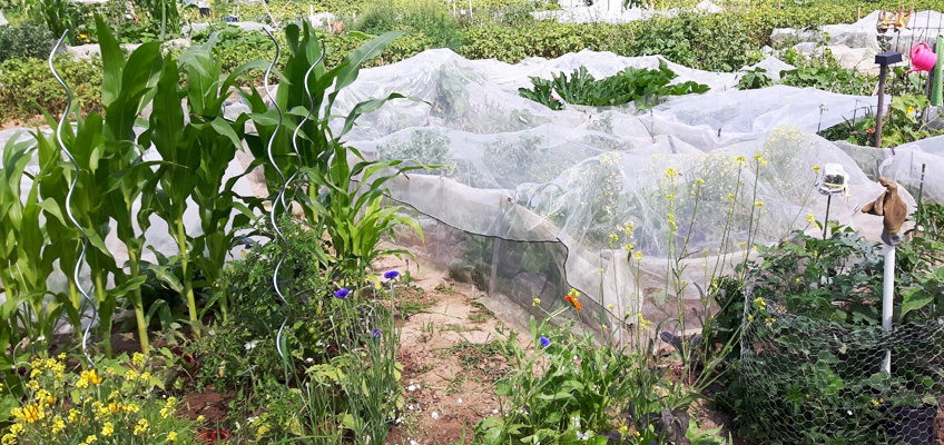 Sommer im Garten Gemüsegarten