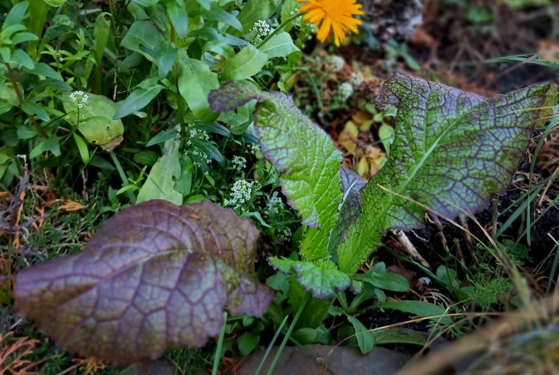 Asia-Salat - Schärfe im Topf Seedballs Asia Mix