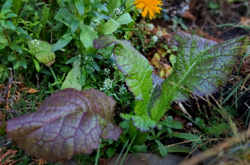 Asia-Salat - Schärfe im Topf Seedballs Asia Mix