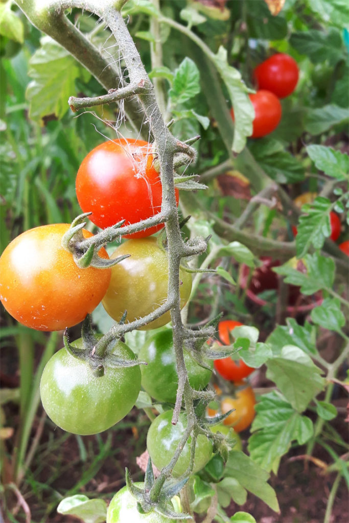 Cocktailtomaten im Garten